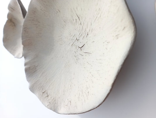 Creamy White Porcelain Art Sculpture: Matte Ceramic Wall Decor, Made to Order