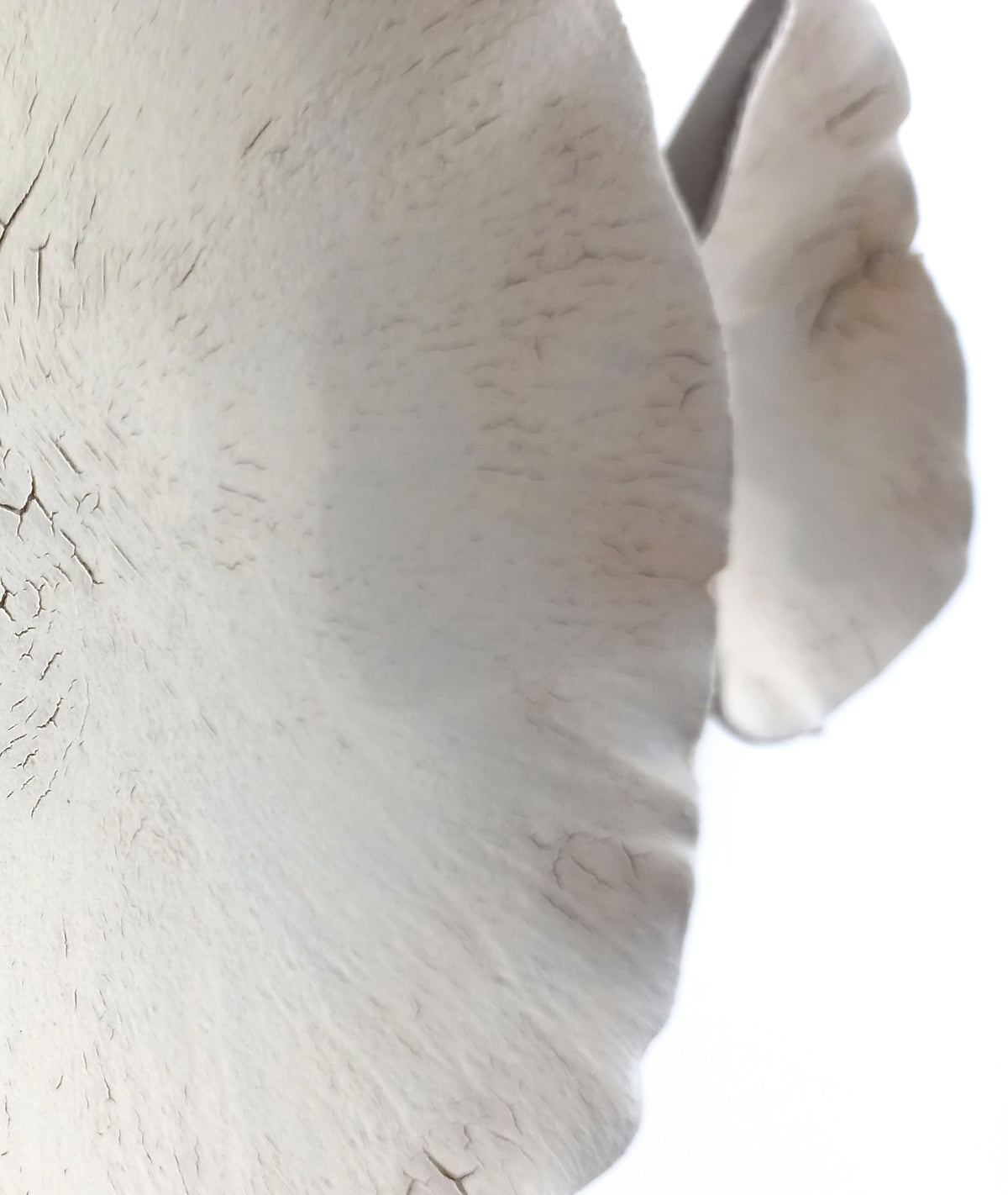 Creamy White Porcelain Art Sculpture: Matte Ceramic Wall Decor, Made to Order